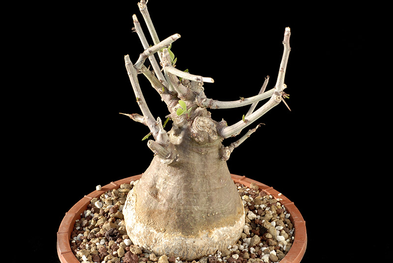 Adenia spinosa H. Cm. 10 D. 7 € 31,00.jpg